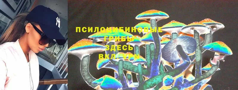 купить наркотики сайты  Отрадный  Псилоцибиновые грибы Psilocybine cubensis 